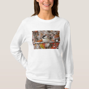 Volwassen zwartkapmees in sneeuw t-shirt