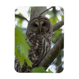 Volwassenen met Barred Owl Magneet