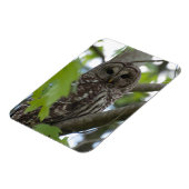 Volwassenen met Barred Owl Magneet (Linkerzijde)
