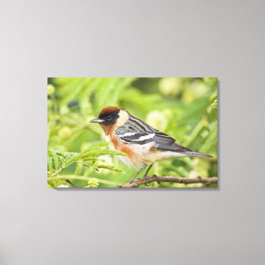 Volwassenen met de baai van Warbler (Dendroica cas Canvas Afdruk (Voorkant)