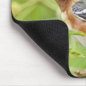 Volwassenen met de baai van Warbler (Dendroica cas Muismat (Hoek)