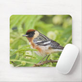 Volwassenen met de baai van Warbler (Dendroica cas Muismat (Met muis)