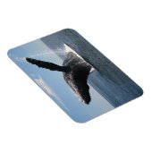 Volwassenen van de walvis magneet (Rechterzijde)