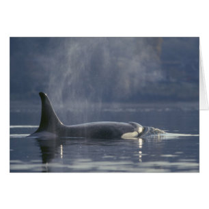 Volwassenen vrouw Orca Whale Orcinus Orca), Puget