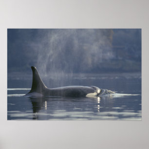 Volwassenen vrouw Orca Whale Orcinus Orca), Puget Poster