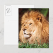 Volwassenmannetje Lion Briefkaart (Voorkant / Achterkant)