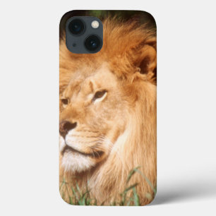Volwassenmannetje Lion iPhone 13 Hoesje