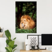 Volwassenmannetje Lion Poster (Thuiskantoor)