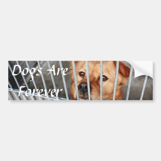 Voor Bumpersticker (Voorkant)