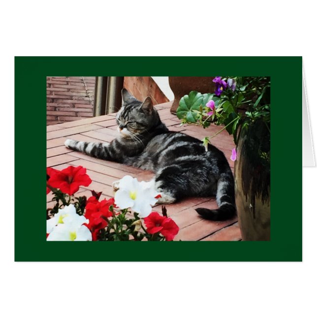 Voor de catlovers wereldwijd! (Voorkant Horizontaal)