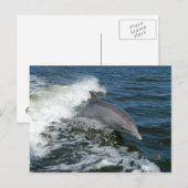 Voor de liefde van dolfijnen briefkaart (Voorkant / Achterkant)