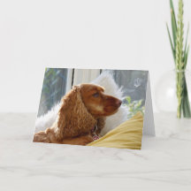 Voor de liefde van honden