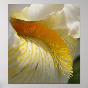 Voor de liefde van Iris Poster