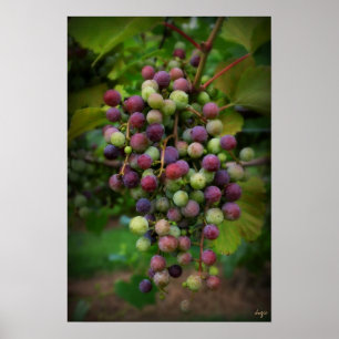 Vóór de wijn poster