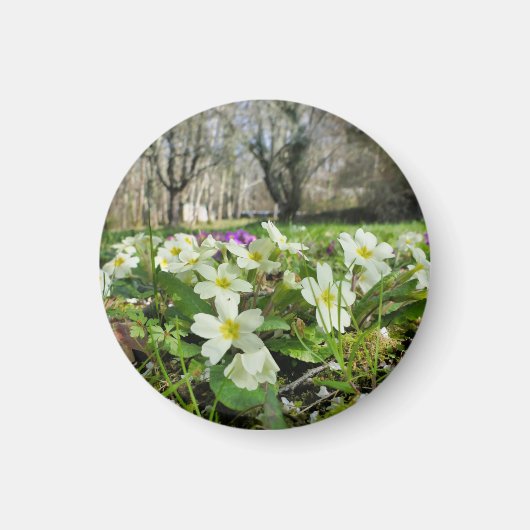 Voorbode van de lente magneet (Voorkant)