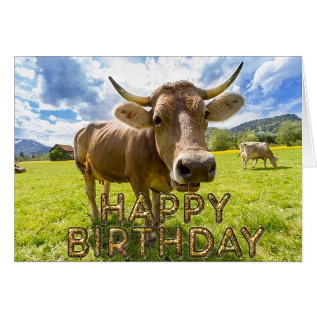 Voorgrondcurieuze koe (Voorkant Horizontaal)