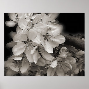 Voorjaarsbloesems van appelbloesems in zwart en wi poster