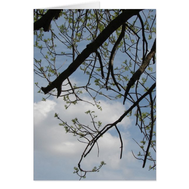 Voorjaarsgroei (Voorkant)