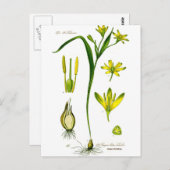 Voorjaarskruiden Briefkaart (Voorkant / Achterkant)