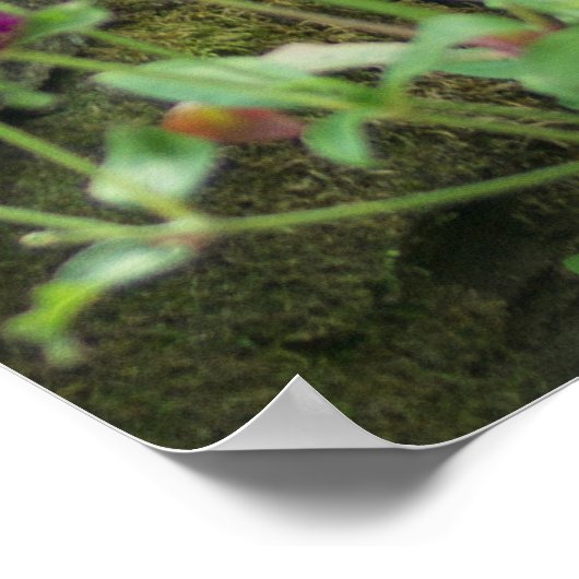 voorjaarsvoeding poster (Hoek)