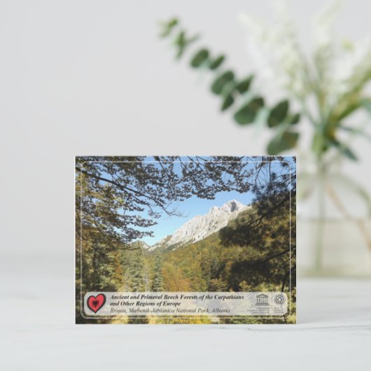 Voormalig en Primeval Beech Forests - Rrajca Briefkaart (Staand voorkant)