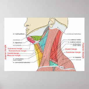 Voorste Achterste Driehoeken nek Anatomie Spieren Poster