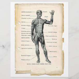 Voorste spieren Flyer