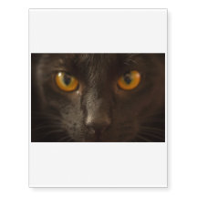Voorzichtig zijn! Komt hier de Zwarte Kat