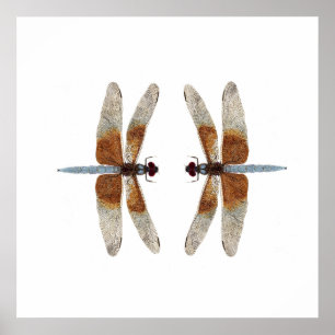 Voorzijde 2 Dragonflies van weduwe skimmer Poster