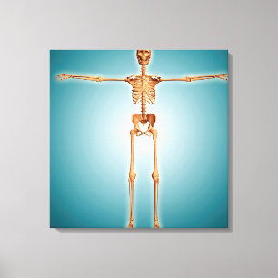 Voorzijde Uitzicht van het skeletstelsel van de me Canvas Afdruk