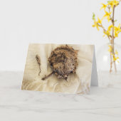 "Vorige jaar" Oude gedroogde zonnebloempitten op s Kaart (Gele Bloem)