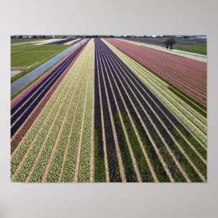 Vormen van tulpvelden in Nederland Poster