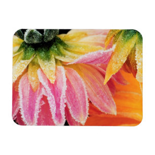 Vorst op de laatste bloemen van de herfst - Dalhia Magneet