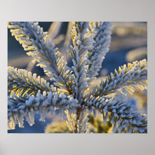Vorst op groenblijvende boom, Homer, Alaska Poster
