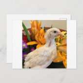 vorst witte legbar briefkaart (Voorkant / Achterkant)