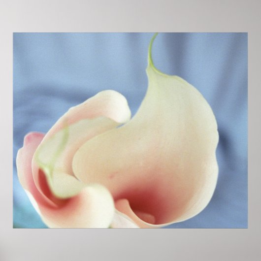Vortex White Calla Lilies Art Imprimer Poster Phot (Devant)