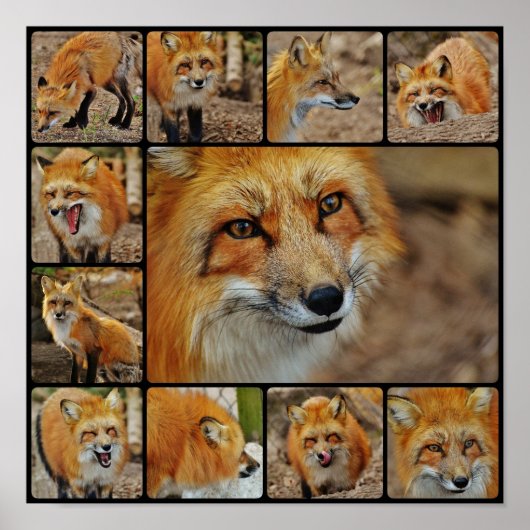 Vos Collage Poster (Voorkant)