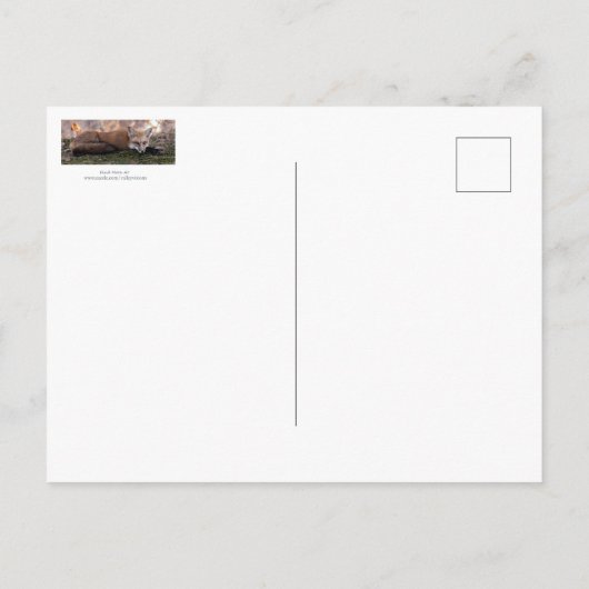 Vos die op mos rust briefkaart (Achterkant)