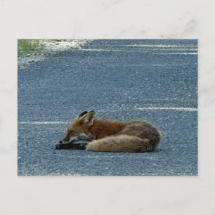 Vos Foto Ansichtkaart Briefkaart
