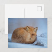 Vos in het Sneeuwfoto Briefkaart (Voorkant / Achterkant)
