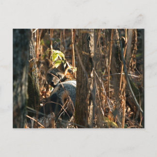 vos in stealth briefkaart