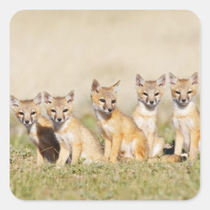 Vos Swift (Vulpes macrotis) jong bij hol, 2 Vierkante Sticker