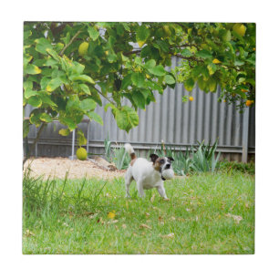 Vos Terrier Grappig Schrikgezicht, Tegeltje
