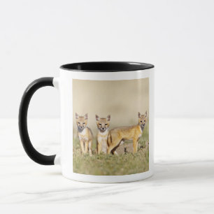 Vos (Vulpes macrotis) jong bij hol, 3 Mok