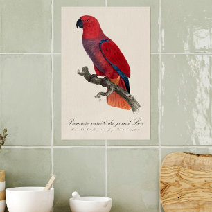 Vosmaers Eclectus papegaai, Eclectus Roratus Vosma Poster