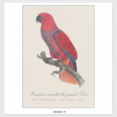 Vosmaers Eclectus papegaai, Eclectus Roratus Vosma Sticker (Vel)