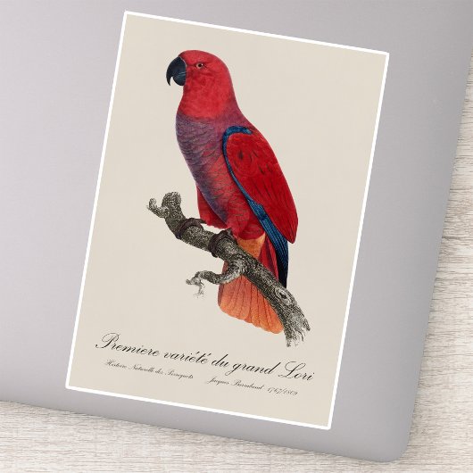 Vosmaers Eclectus papegaai, Eclectus Roratus Vosma Sticker