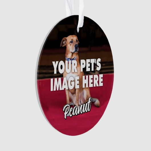 Votre photo de chien (devant)