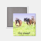 Vous avez des moutons ? Aimant Collie frontière (Recto/Verso)