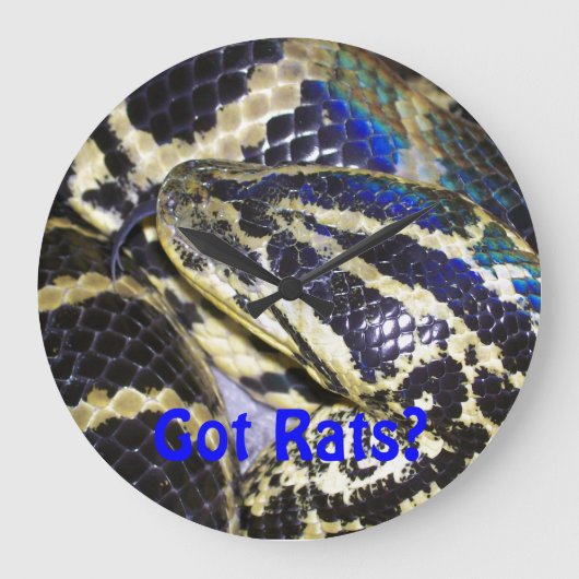 Vous avez des rats ? Horloge Anaconda (Recto)